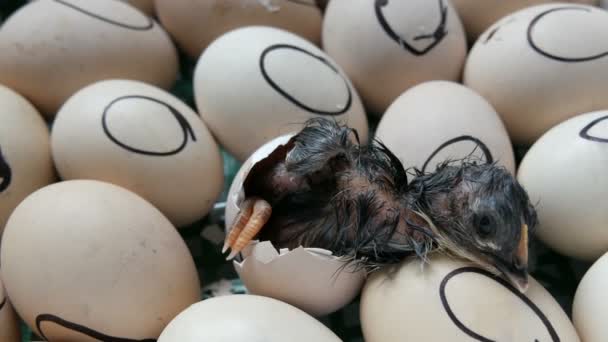 Ένα Μικρό Νεογέννητο Μαύρο Κοτοπουλάκι Σπάει Ένα Κέλυφος Αυγού Και — Αρχείο Βίντεο