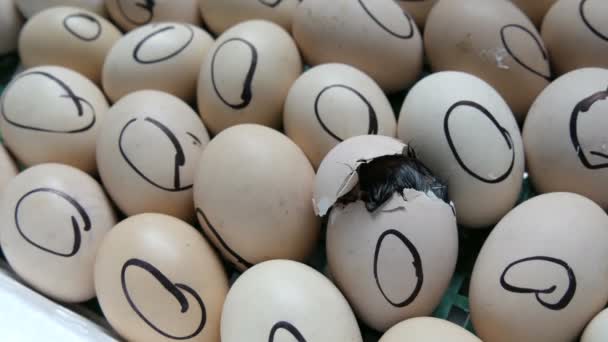 Yeni Doğmuş Küçük Bir Civciv Bir Yumurta Kabuğunu Kırar Onu — Stok video