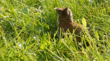 Küçük kahverengi tavşan ya da tavşan baharda yeşil çimlerde koşar. Paskalya konsepti