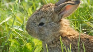 Küçük kahverengi tavşan ya da tavşan baharda yeşil çimlerde koşar. Paskalya konsepti. Görüntüyü kapat.