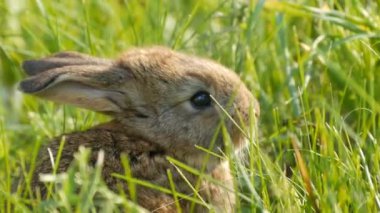 Küçük kahverengi tavşan ya da tavşan baharda yeşil çimlerde koşar. Paskalya konsepti. Görüntüyü kapat.
