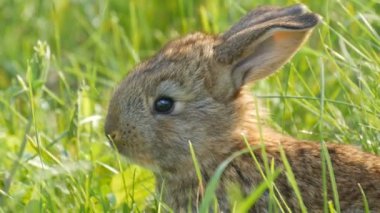 Küçük kahverengi tavşan ya da tavşan baharda yeşil çimlerde koşar. Paskalya konsepti. Görüntüyü kapat.