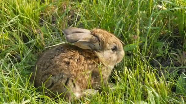 Küçük Kahverengi Tavşan Tavşan Baharda Yeşil Çimlerde Koşar Paskalya Konsepti — Stok video