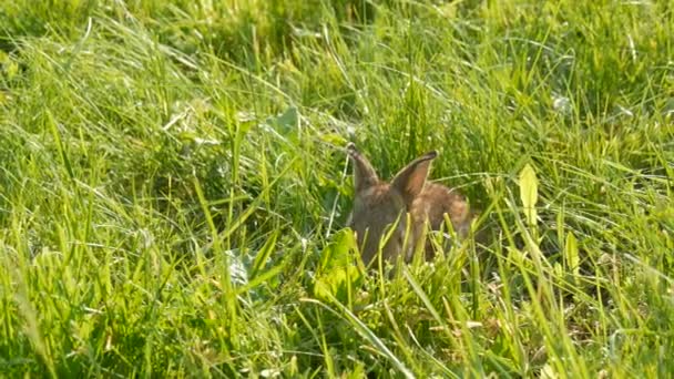 Lustige Kleine Braune Kaninchen Oder Hasen Laufen Frühling Grünen Gras — Stockvideo