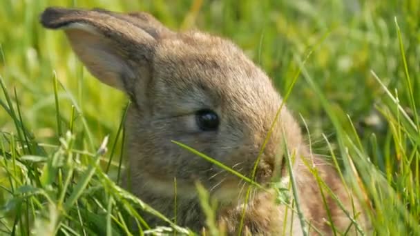 Kleine Braune Kaninchen Oder Hasen Laufen Frühjahr Grünen Gras Herum — Stockvideo