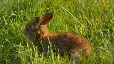Küçük kahverengi tavşan ya da tavşan baharda yeşil çimlerde koşar. Paskalya konsepti. Görüntüyü kapat.