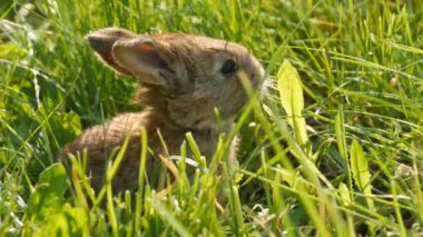 Küçük kahverengi tavşan ya da tavşan baharda yeşil çimlerde koşar. Paskalya konsepti