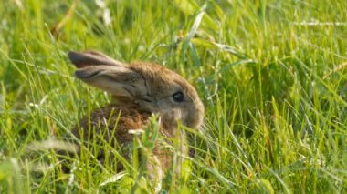 Baharda yeşil çimlerde koşan komik küçük kahverengi tavşan ya da tavşan. Paskalya konsepti. Görüntüyü kapat.