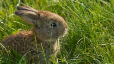 Baharda yeşil çimlerde koşan komik küçük kahverengi tavşan ya da tavşan. Paskalya konsepti. Görüntüyü kapat.