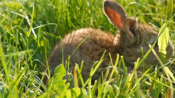 Маленький Коричневый Кролик Заяц Весной Бегает Зеленой Траве Пасхальная Концепция — стоковое видео