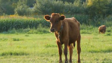 Yaz otlağındaki genç kırmızı buzağı yeşil çimlerde otlar..