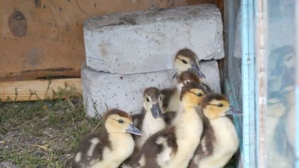 Yeni Doğmuş Bir Grup Evcil Yavru Kuşlar Için Özel Bir — Stok video