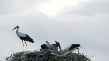 Bir grup leylek, yerden yüksek olan bir yuvada yemek yiyor.