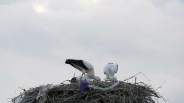 Bir grup leylek, yerden yüksek olan bir yuvada yemek yiyor.