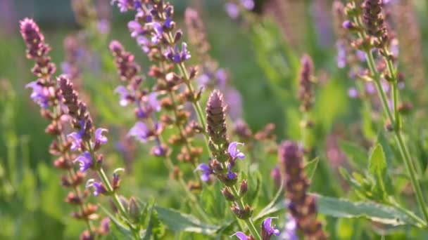 Vackra Blommande Lavendel Blommor Det Vilda Fälten — Stockvideo