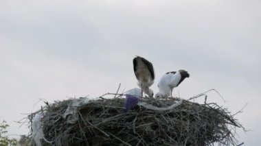 Bir grup leylek, yerden yüksek olan bir yuvada yemek yiyor.