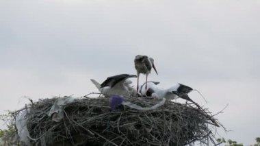 Bir grup leylek, yerden yüksek olan bir yuvada yemek yiyor.