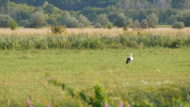 Ein Einsamer Storch Wandert Freier Wildbahn Grünen Gras Der Steppe — Stockvideo