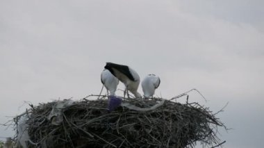 Bir grup leylek, yerden yüksek olan bir yuvada yemek yiyor.