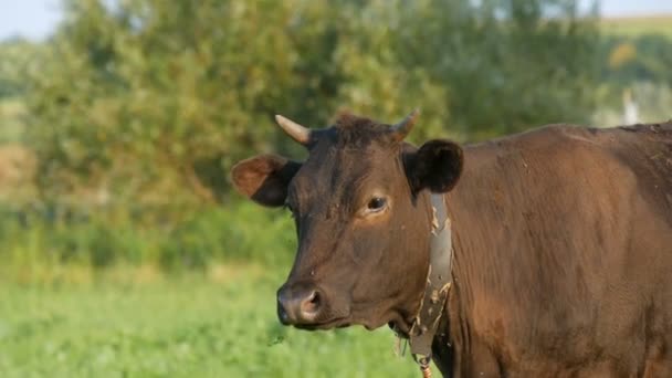 Młode Czerwone Cielę Letniej Łące Wypasa Się Zielonej Trawie — Wideo stockowe