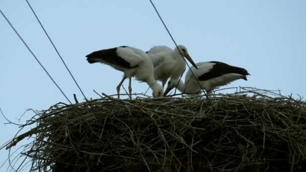 Een Groep Grote Ooievaars Eten Een Nest Dat Hoog Boven — Stockvideo