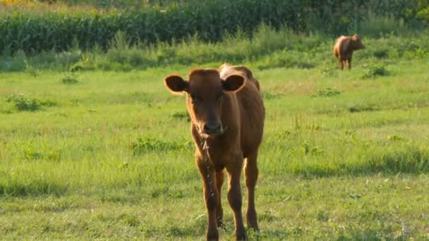 夏に若い赤い子牛は 緑の草の上に牧草する — ストック動画