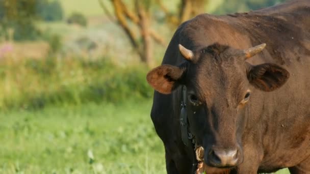 夏天草地上的小红牛在绿草上吃草 — 图库视频影像
