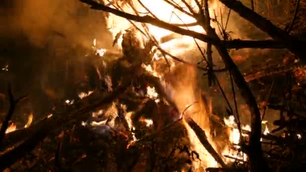 可怕的危险的野夜篝火或森林里树枝的火 — 图库视频影像