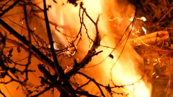 Ijesztő Veszélyes Éjszakai Tábortűz Vagy Faágak Tüze Erdőben Közelkép — Stock videók