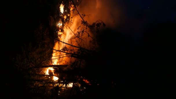 Hoguera Nocturna Varias Ramas Árboles Incendio Forestal — Vídeos de Stock