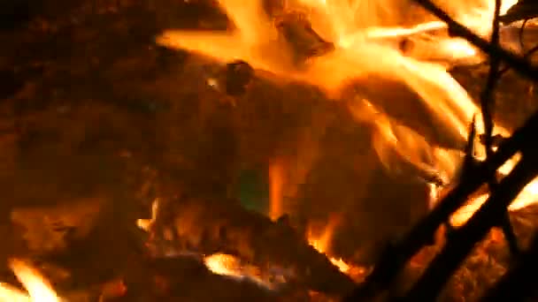 다양한 가지에서 Bonfire 와일드파이어 — 비디오