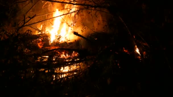 다양한 가지에서 Bonfire 와일드파이어 — 비디오