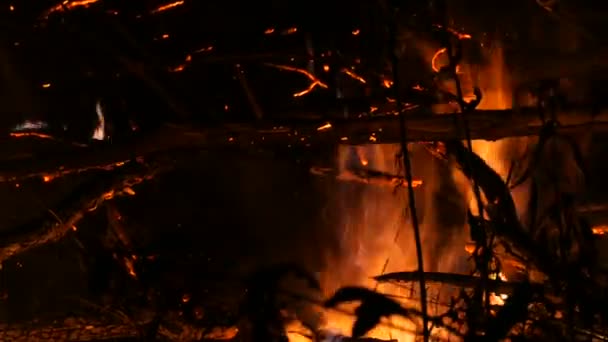 Hoguera Nocturna Varias Ramas Árboles Incendio Forestal — Vídeo de stock