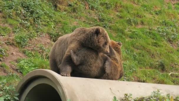 Два Смішні Коричневі Ведмеді Граються Один Одним Вони Кусають Штовхають — стокове відео