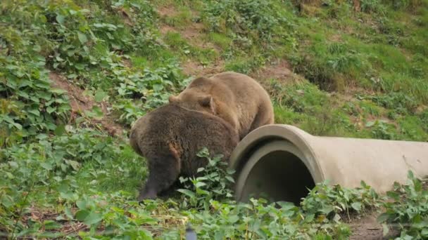 Bawią Się Sobą Dwa Śmieszne Niedźwiedzie Brunatne Gryzą Pchają Zwolnionym — Wideo stockowe