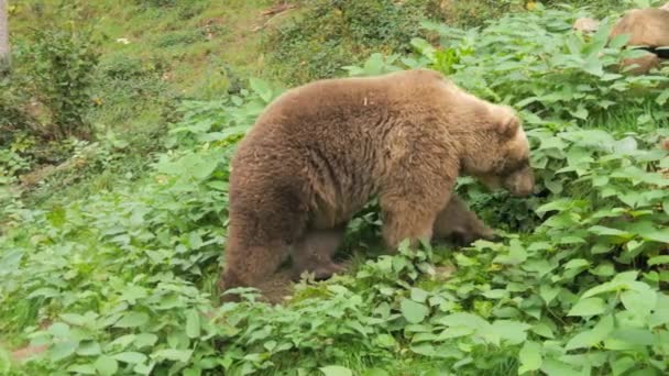 Velký Medvěd Hnědý Zblízka Rezervaci Medvědů Černém Lese Německu Zpomalený — Stock video