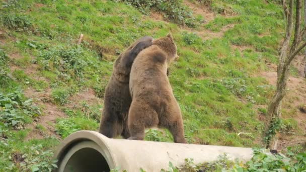 2頭の茶色のクマがお互いに遊んでいました 彼らは噛み 後ろの足に立ってゆっくりと動きます 動物保護区 ブラックフォレスト ドイツ — ストック動画