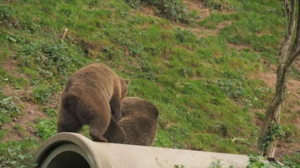 Dva Směšní Medvědi Hnědí Spolu Hrají Koušou Tlačí Zpomaleně Útočiště — Stock video