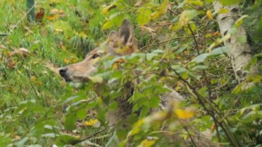 Gerçek bir gri kurt, çalıların arasında pusuya yatmış ve Almanya, Kara Orman 'daki bir doğa koruma alanına bakıyor. Yavaş çekim.