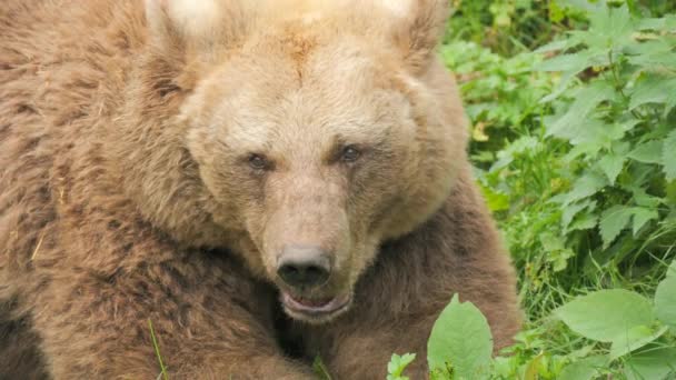 ドイツのブラックフォレストにある熊の保護区に 大きな茶色の熊が閉じ込められています スローモーションで食べ物を噛む — ストック動画