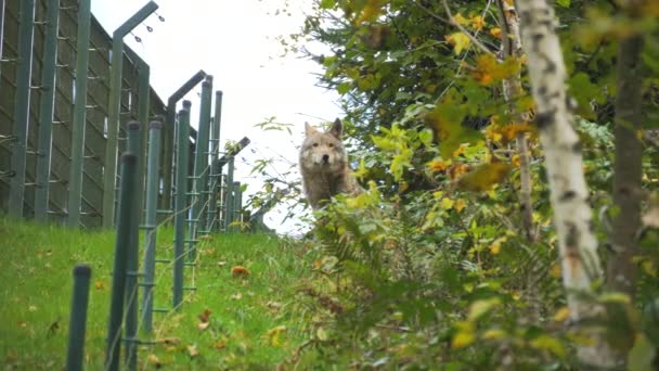 Verdadeiro Lobo Cinzento Escondido Nos Arbustos Olhando Volta Uma Reserva — Vídeo de Stock