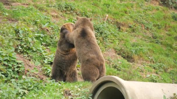 Dois Ursos Castanhos Engraçados Estão Brincar Com Outro Eles Mordem — Vídeo de Stock