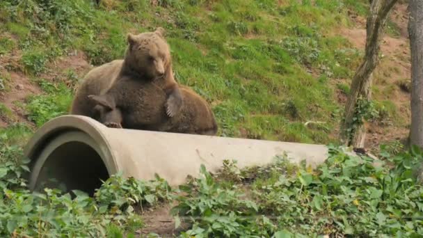 Bawią Się Sobą Dwa Śmieszne Niedźwiedzie Brunatne Gryzą Pchają Zwolnionym — Wideo stockowe