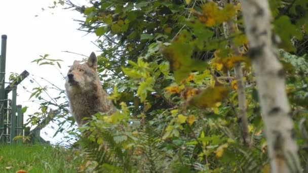 Skutečný Šedý Vlk Číhající Křoví Rozhlížející Přírodní Rezervaci Černém Lese — Stock video