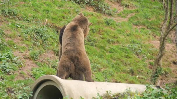 Twee Grappige Bruine Beren Spelen Met Elkaar Bijten Duwen Staan — Stockvideo