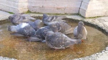 Komik güvercinler fıskiyenin suyunda banyo yapıyor. Sokakta ağır çekimde..