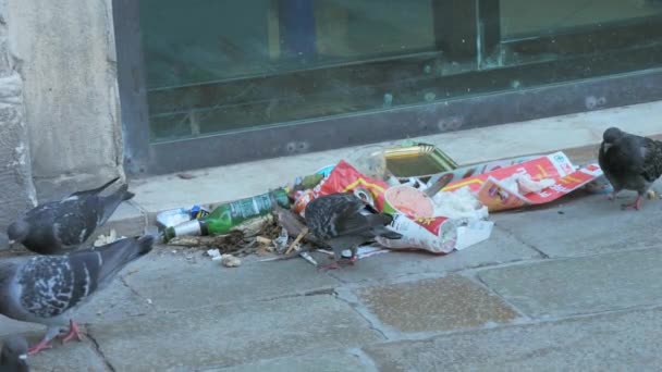 Venice Italy September 2023 Street Pigeons Walk Various Garbage Foundation — Stock Video