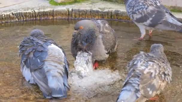 通りのゆっくり動く噴水の水でおかしい鳩が浴びる — ストック動画