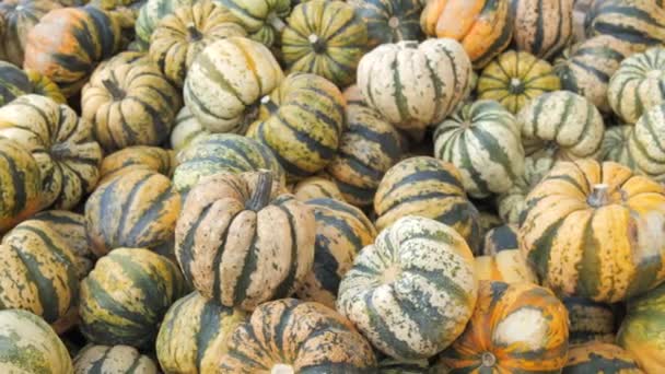 フィールド内の様々なタイプのカボチャ 晴れた日の秋の収穫 — ストック動画