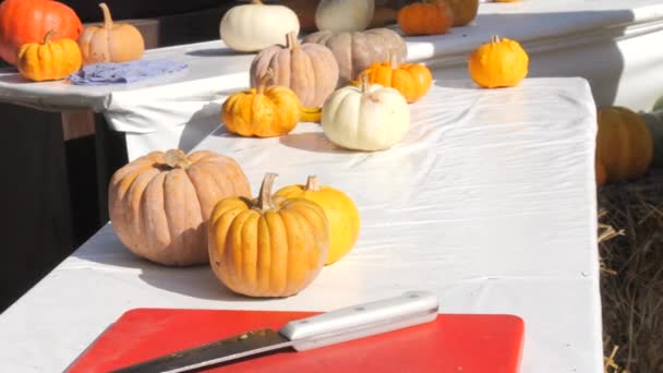 カボチャの秋の収穫 白いテーブルクロスが付いているテーブルの上のカボチャ 秋の収穫について — ストック動画